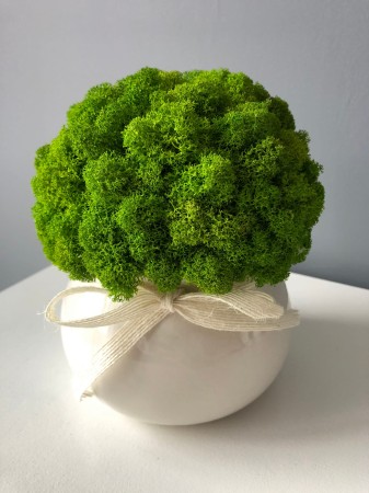 Doniczka z mchem Chrobotkiem kremowa