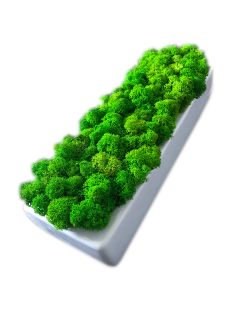 Doniczka długa z Chrobotkiem biała.png