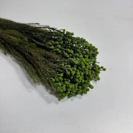 Zielona Lanuginosa.jpg