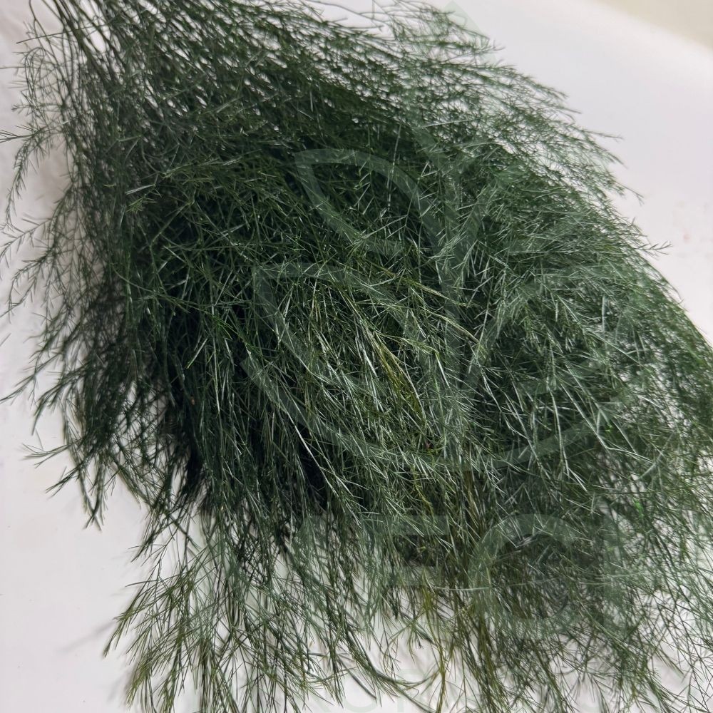 Asparagus stabilizowany zielony.jpg