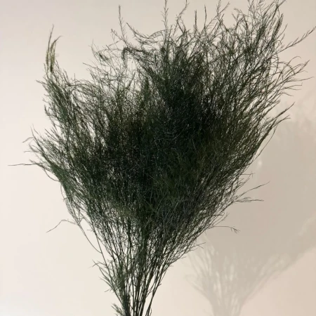 Asparagus stabilizowany.jpg