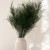 Zielony stabilizowany asparagus.jpg