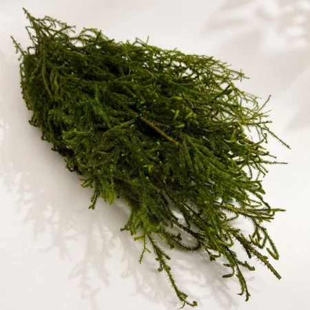 Lycopodium stabilizowane.jpg