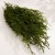 Lycopodium stabilizowane.jpg