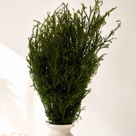 Lycopodium zielone stabilizowane.jpg