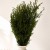 Lycopodium zielone stabilizowane.jpg