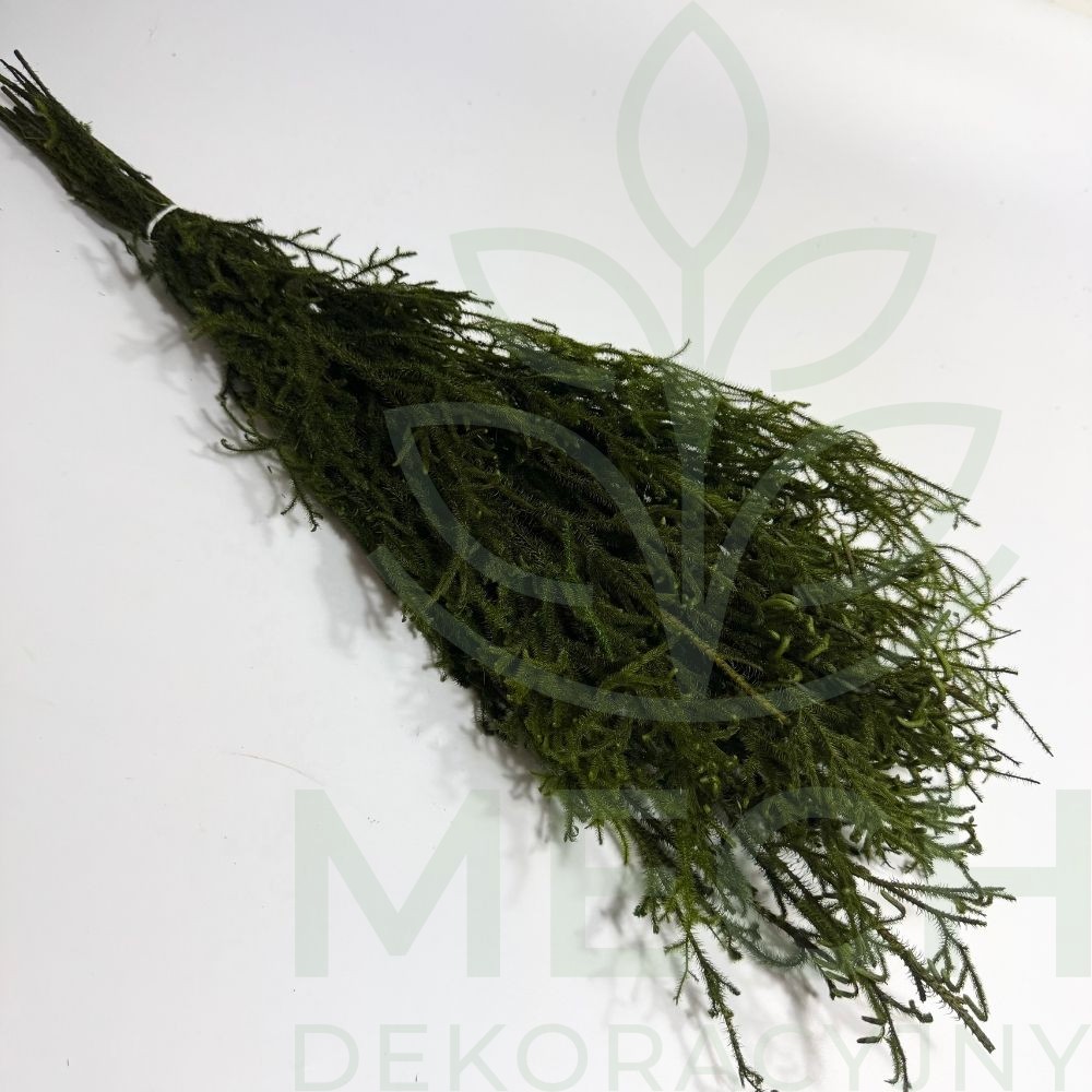 Lycopodium zielone.jpg