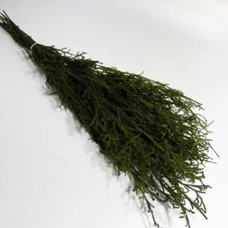 Lycopodium zielone.jpg