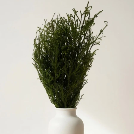 stabilizowane lycopodium.jpg