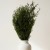 stabilizowane lycopodium.jpg