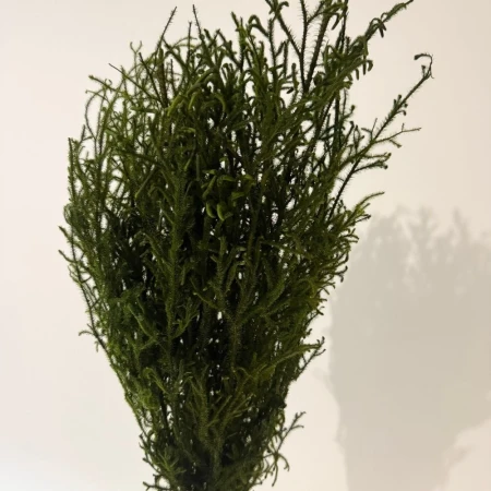 Zielone lycopodium.jpg