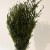 Zielone lycopodium.jpg