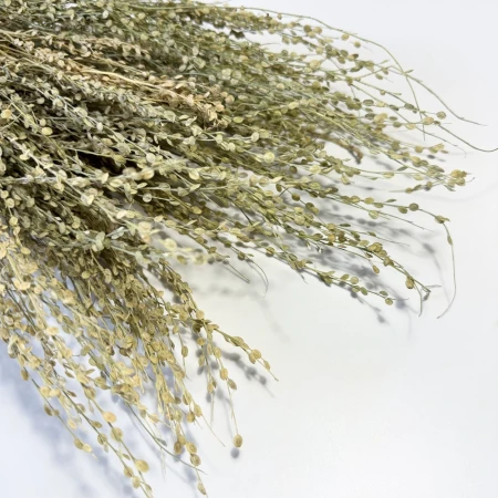 Lepidium naturalne suszone.jpg
