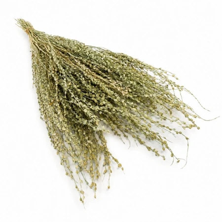 Lepidium naturalne.jpg