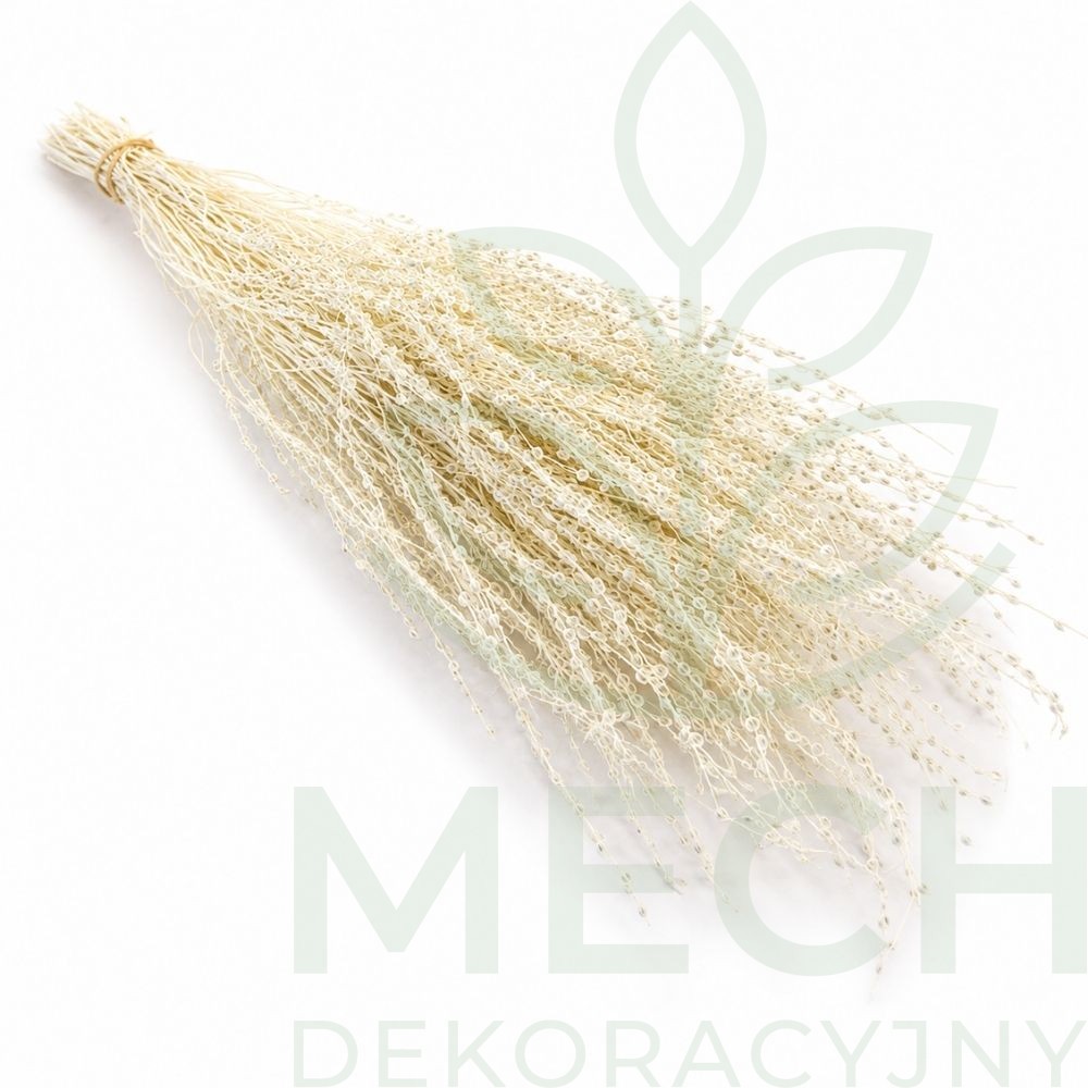 Lepidium białe.jpg