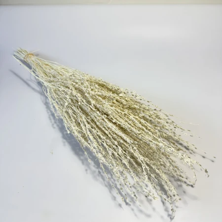 Lepidium suszone bielone.jpg