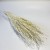 Lepidium suszone bielone.jpg