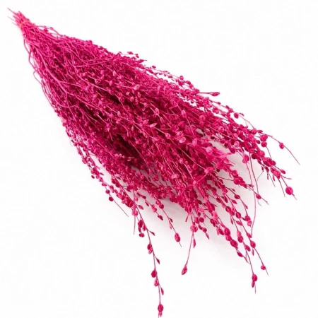 Lepidium fuksja.jpg