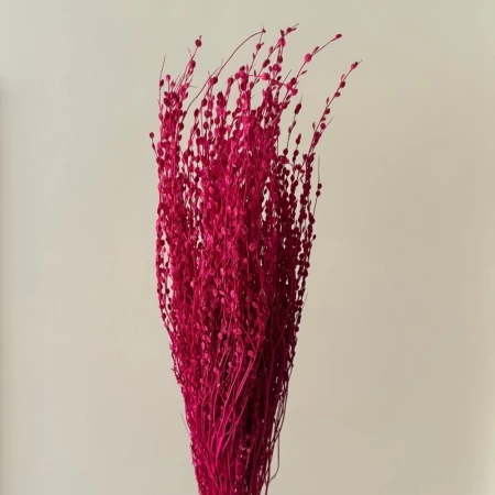 Lepidium suszone fuksja.jpg