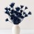Czarnuszka Nigella granatowa.jpg
