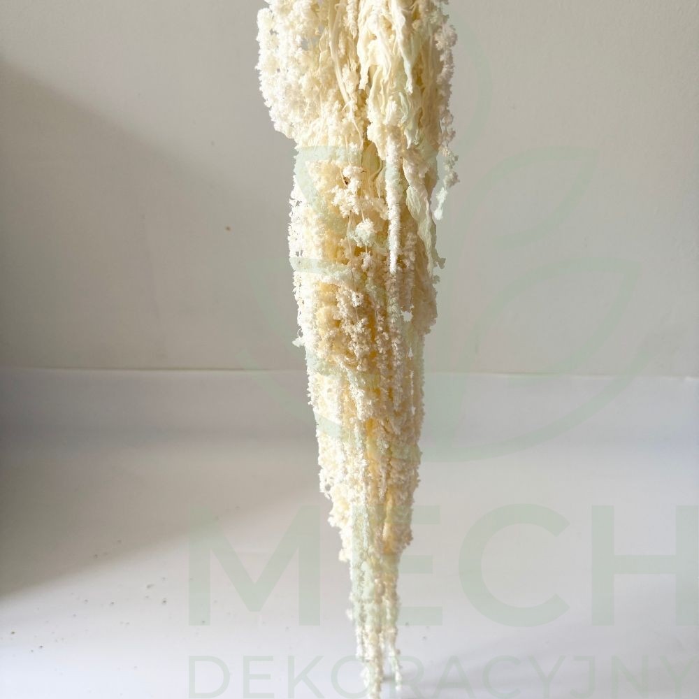 Amaranthus biały.jpg