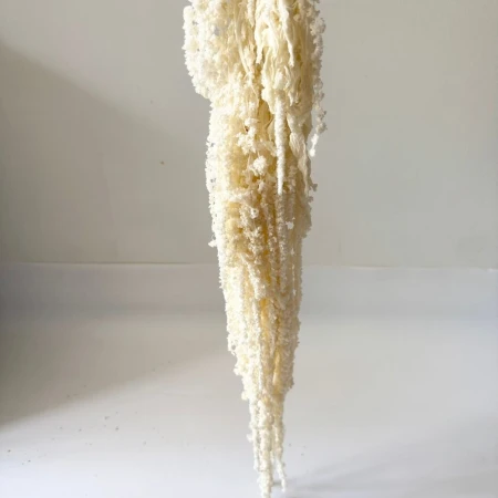 Amaranthus biały.jpg