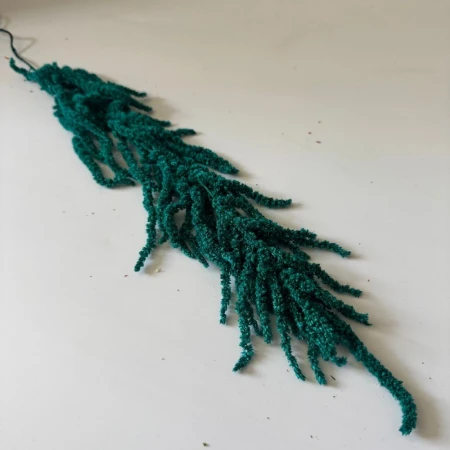 Niebieski amaranthus.jpg