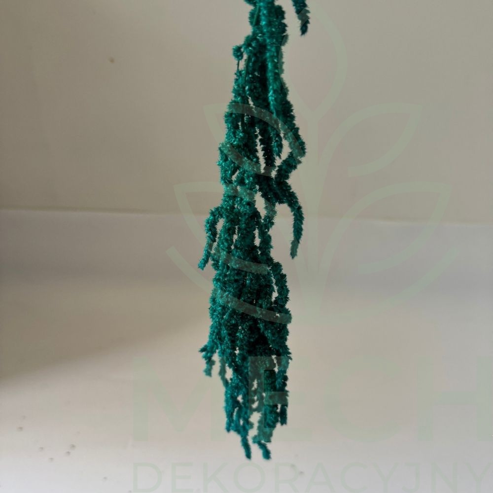 Amaranthus niebieski.jpg