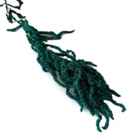 Stabilizowany niebieski amaranthus.jpg