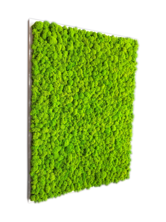 Obraz z Chrobotka w białej ramie.png