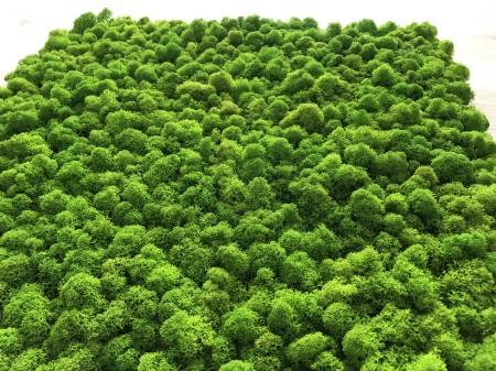 Chrobotek jasna zieleń