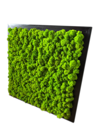 Obraz z Chrobotka kwadrat czarna rama.png