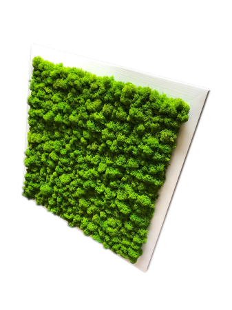 Obraz z mchu kwadrat biała rama.png