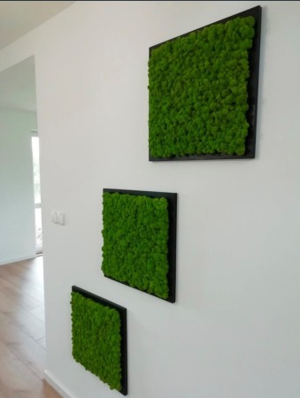 Obrazy z mchu 50x50 cm na ścianie.jpg