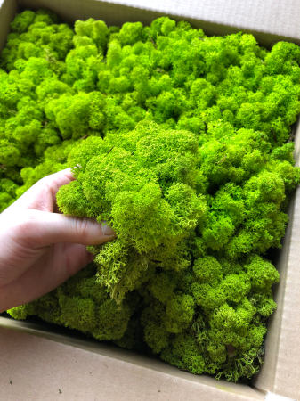 Mech Chrobotek Norweski wiosenna zieleń.png