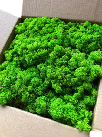 Chrobotek Norweski trawiasta zieleń.png