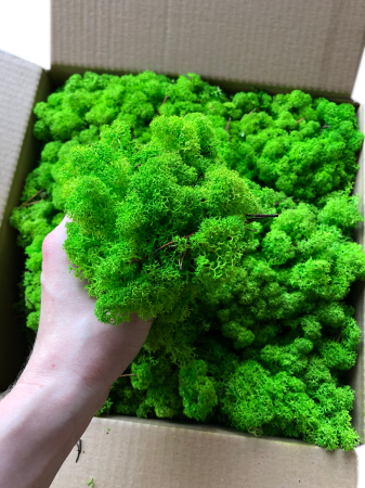 Chrobotek Norweski trawiasta zieleń mech.png