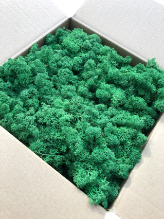 Chrobotek Norweski średnia zieleń.png