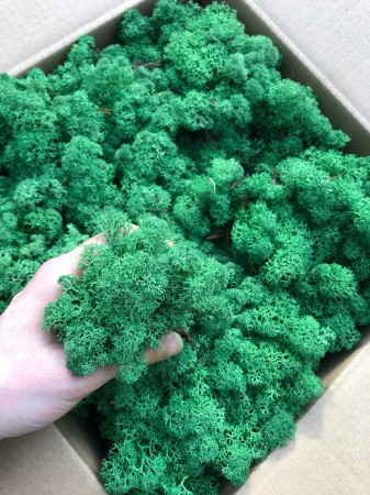 Chrobotek norweski średniozielony.jpg