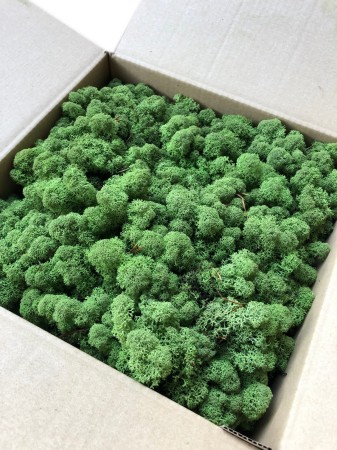 Chrobotek norweski trawiasta średnia zieleń.jpg