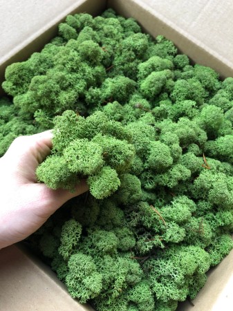 Chrobotek norweski trawiasty średniozielony.jpg