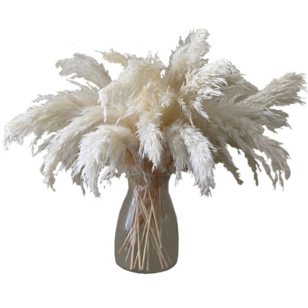 Trawa pmapasowa trzcina biała.jpg