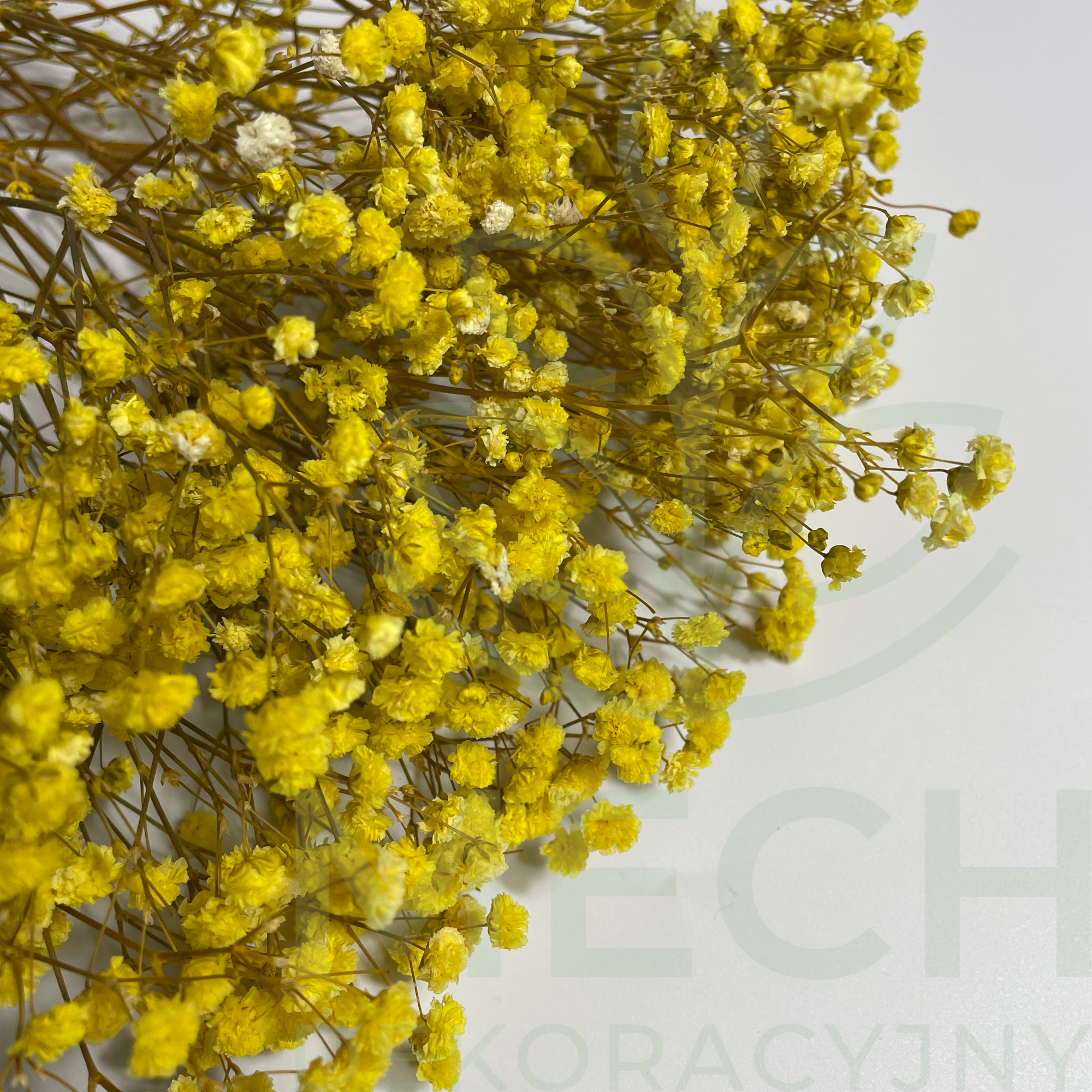 Gipsówka stabilizowana żółta mała.png