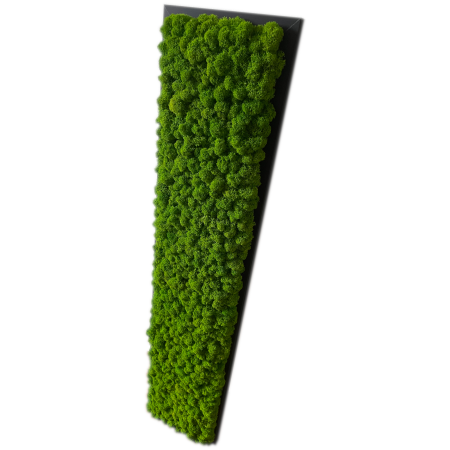 Obraz z mchu długiego jasna zieleń czarna.png