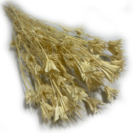 Czarnuszka Nigella bielona