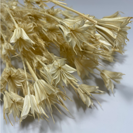 Czarnuszka Nigella bielona suszona