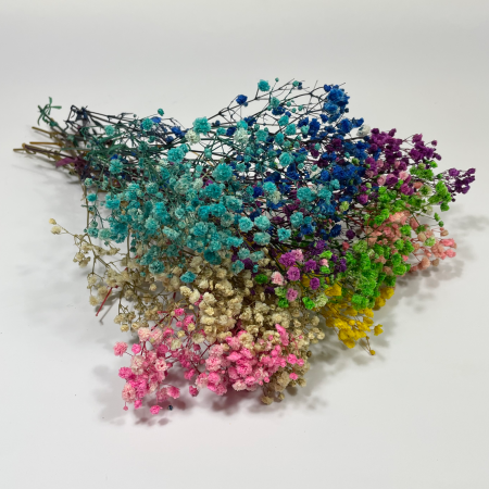 Stabilizowana kolorowa gipsówka.png