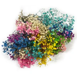 Gipsówka stabilizowana | 100 g | mix | PREMIUM