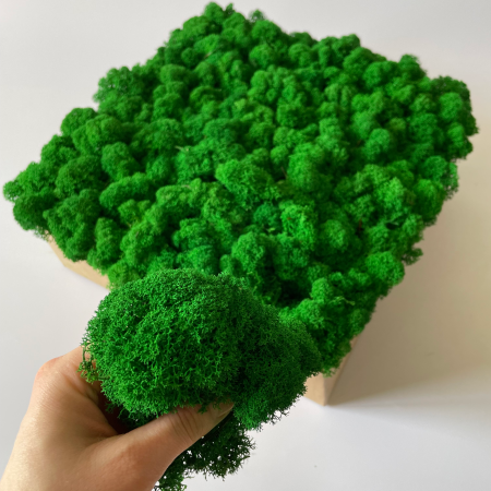 Chrobotek ciemna zieleń OCZYSZCZONY.png