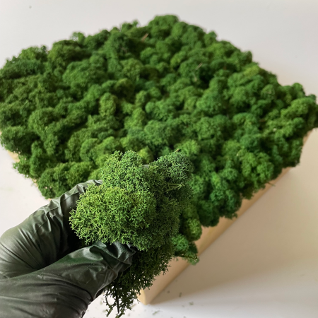 Chrobotek bardzo ciemna zieleń OCZYSZCZONY.png